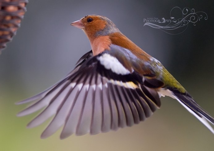 Отряд зяблики