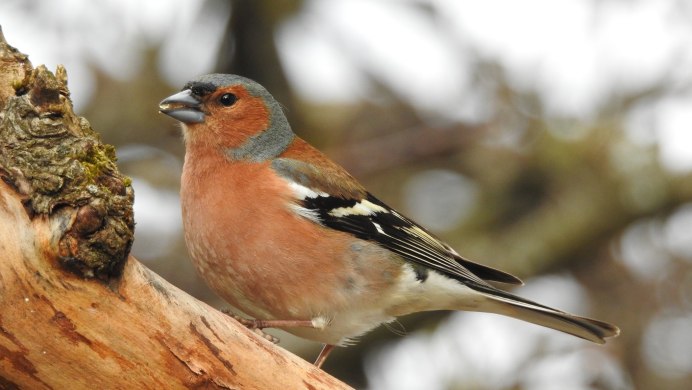 Зяблик летит