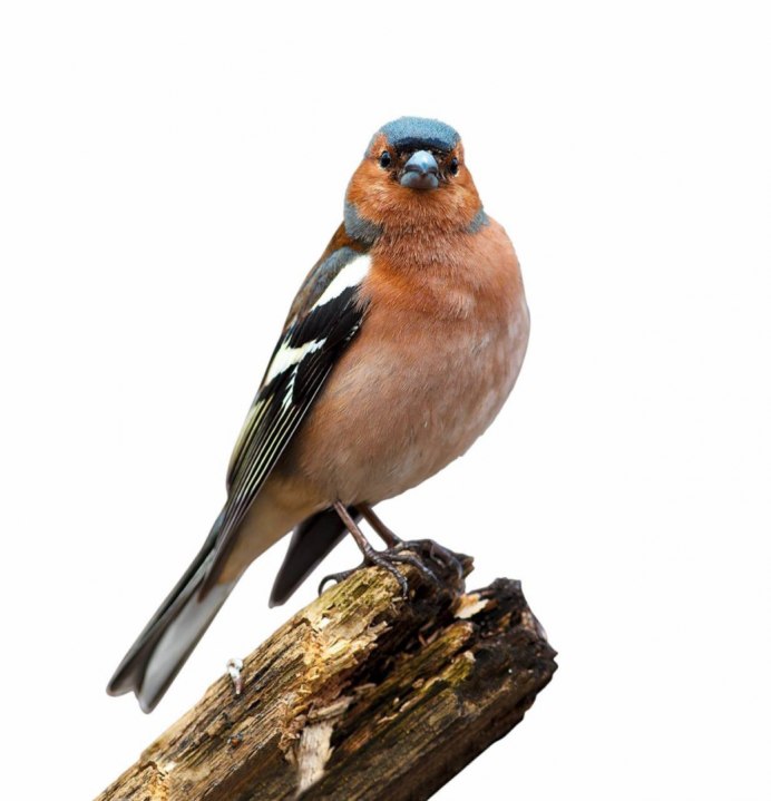 Чем Зяблик отличается от воробья