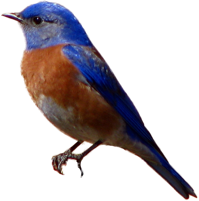 Картинка птичка на прозрачном фоне