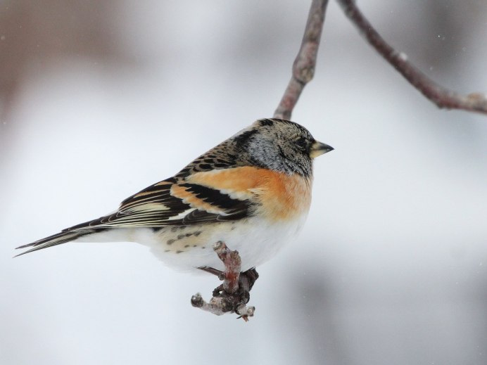 Юрок на прозрачном фоне