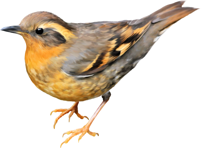 Птицы на прозрачном