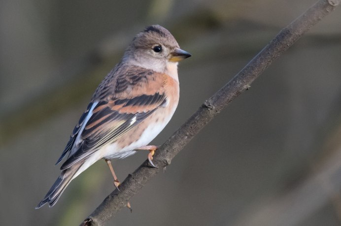 Вьюрок обыкновенный