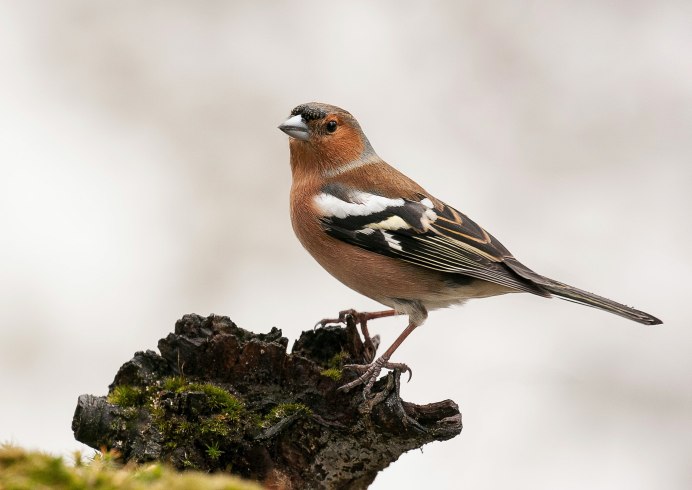 Common Chaffinch рисунок