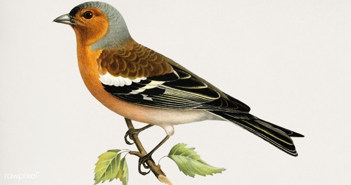 Зяблик рисунок