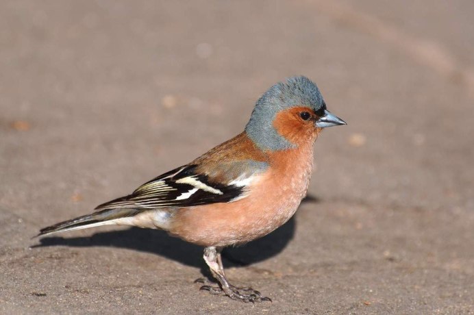 Зяблик Юрок