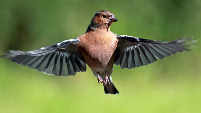 Канарский Зяблик