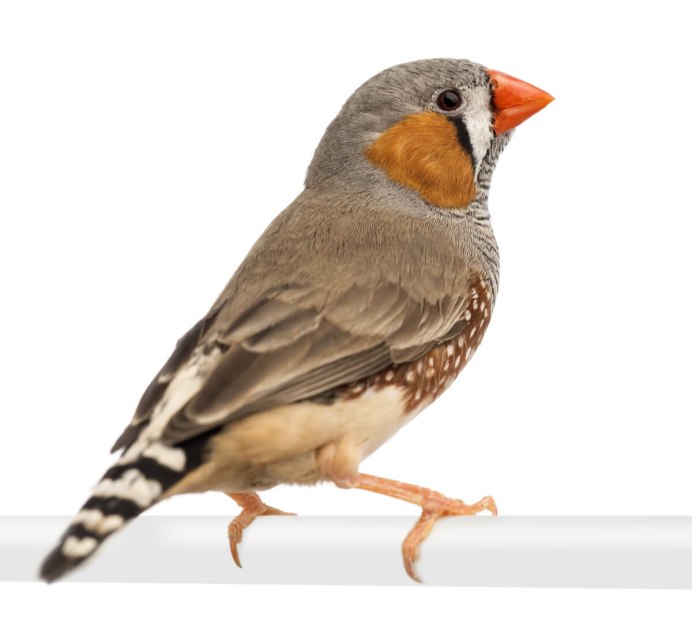 Зебрового вьюрка (Taeniopygia guttata)