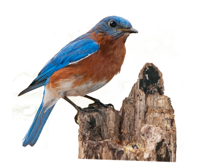 Голубой Зяблик