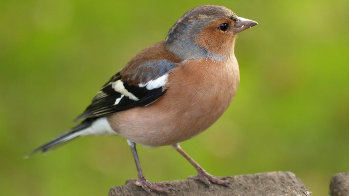 Гульдовский Зяблик