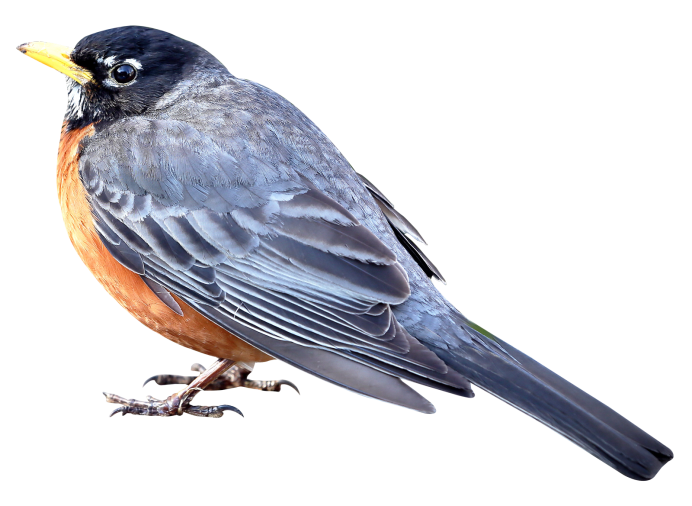 Малиновка на белом фоне