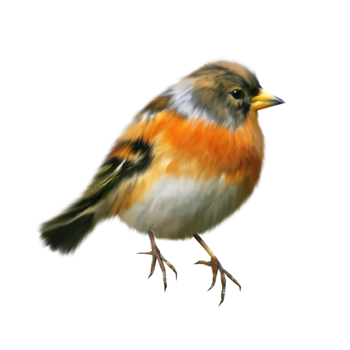 Зяблик зимующая птица