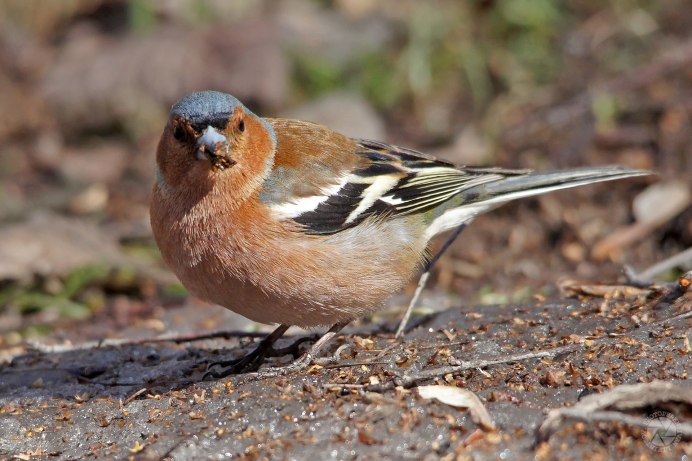 Горихвостка на белом фоне