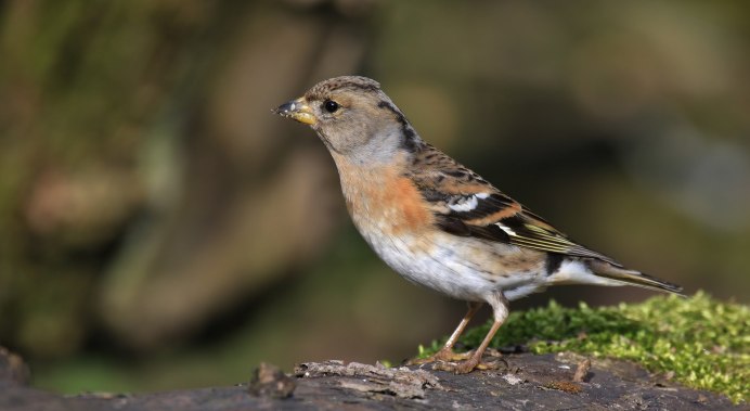 Зяблик на белом фоне