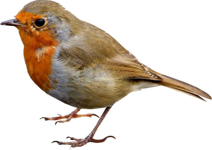 Зяблик вектор