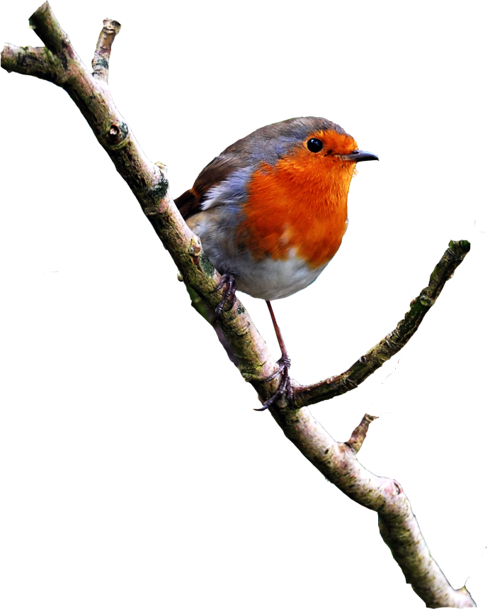 Вьюрок систематика