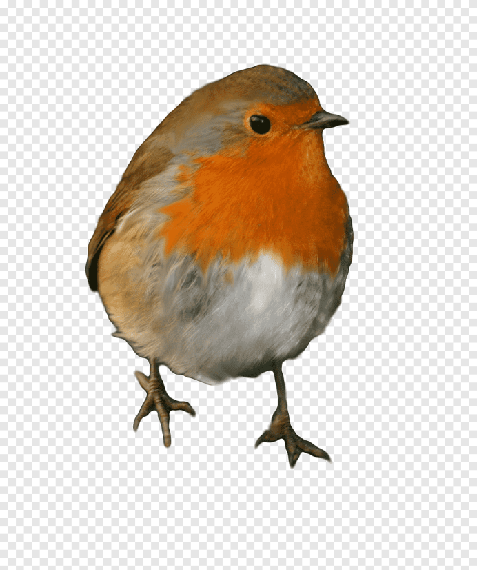 Малиновка на белом фоне