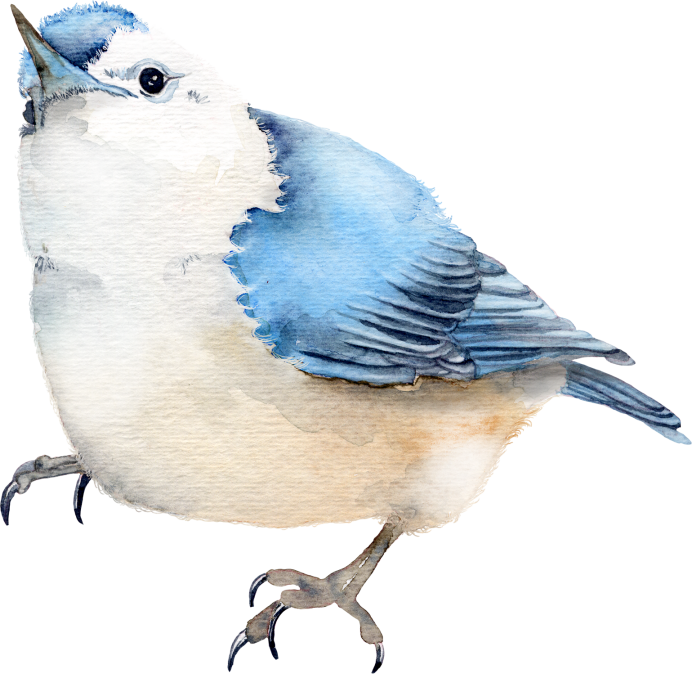 Вьюрок птица дома