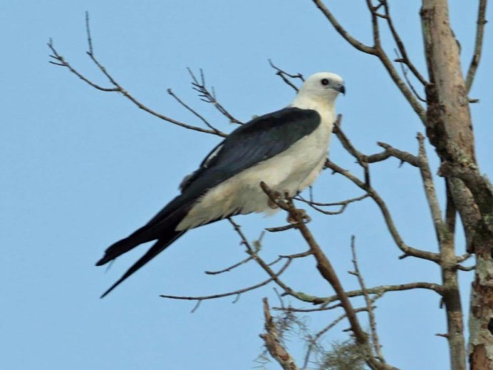 Вилохвостый Лунь