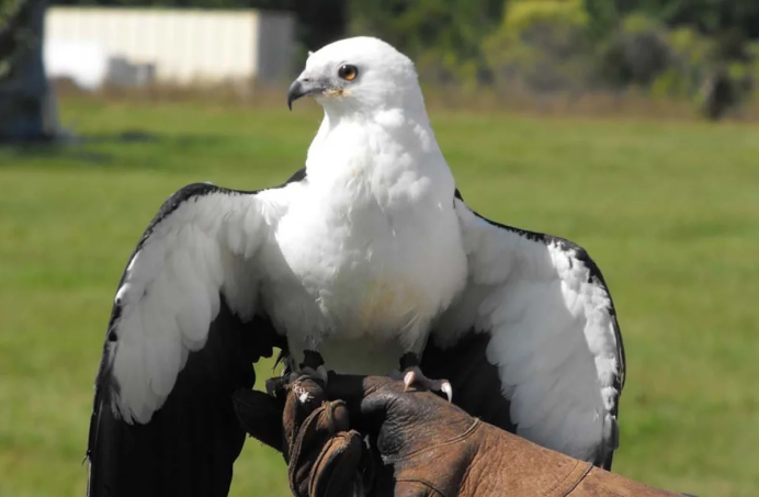 Вилохвостый Лунь