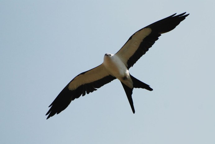 Вилохвостый Лунь