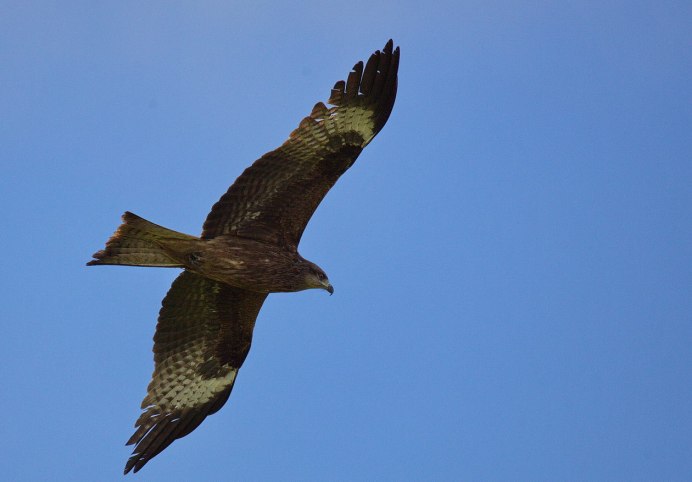 Браминский Коршун