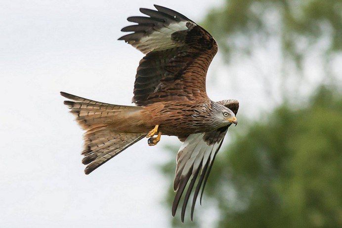 Дымчатый Коршун