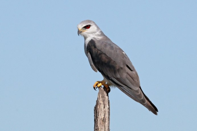 Elanoides forficatus