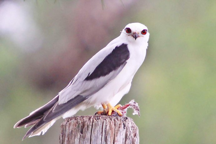 Чернокрылый Коршун