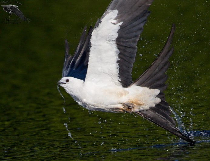 Вилохвостый Лунь