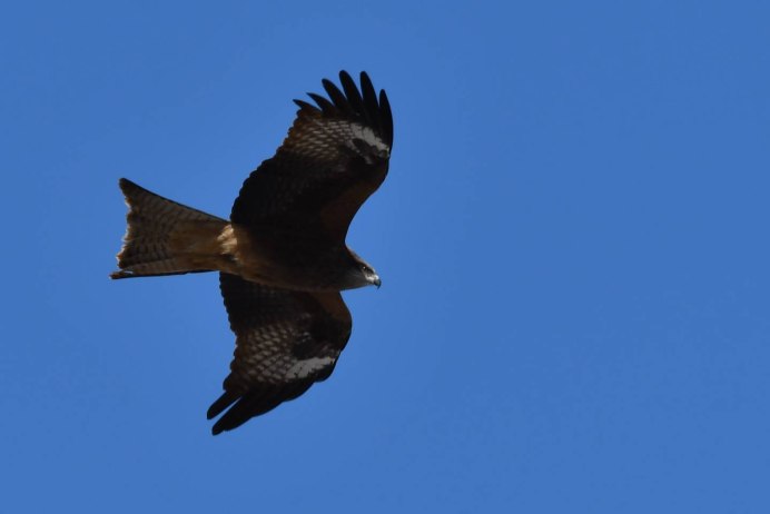 Черный Коршун на руке