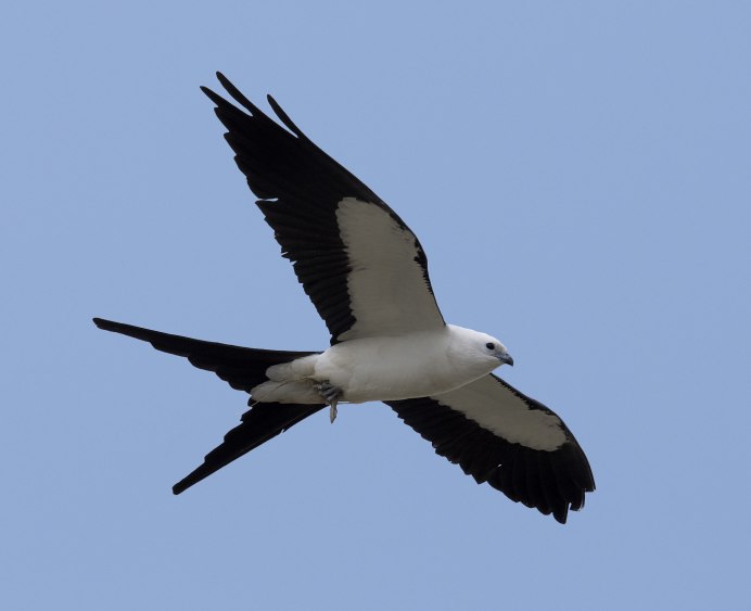 Ласточковый Коршун