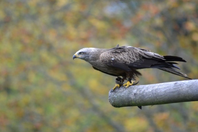 Сокол вилохвостый