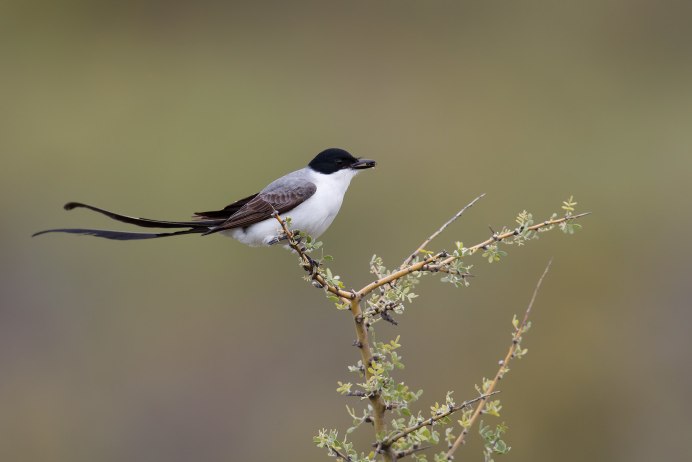 Желтоклювый Коршун