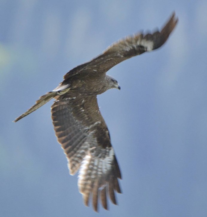 Хищные птицы