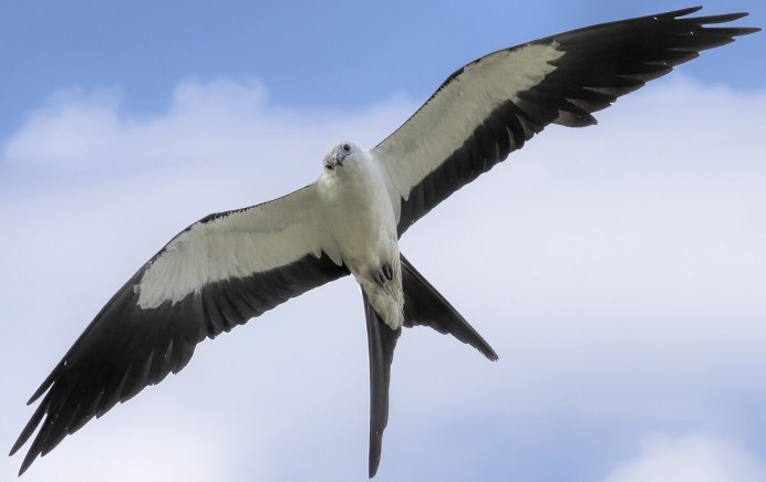 Вилохвостый Лунь