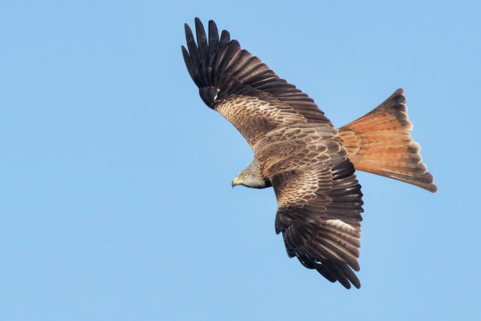 Ястреб канюк Орел Коршун