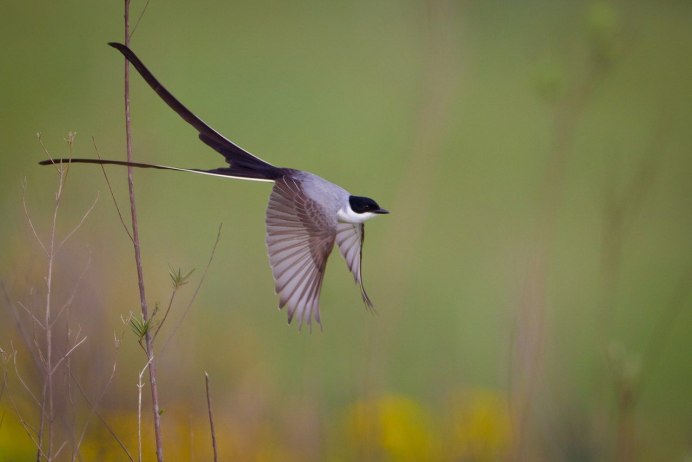Коршун с белыми крыльями