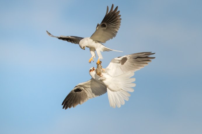 Длиннохвостый Королевский тиранн