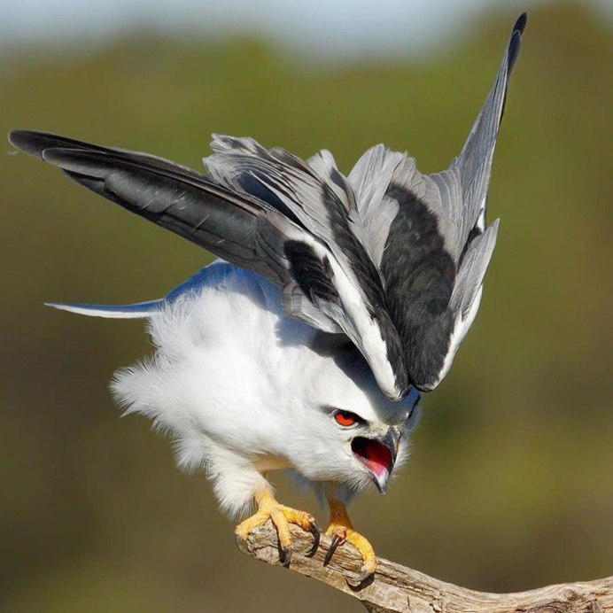 Красный Коршун 6 Milvus Milvus