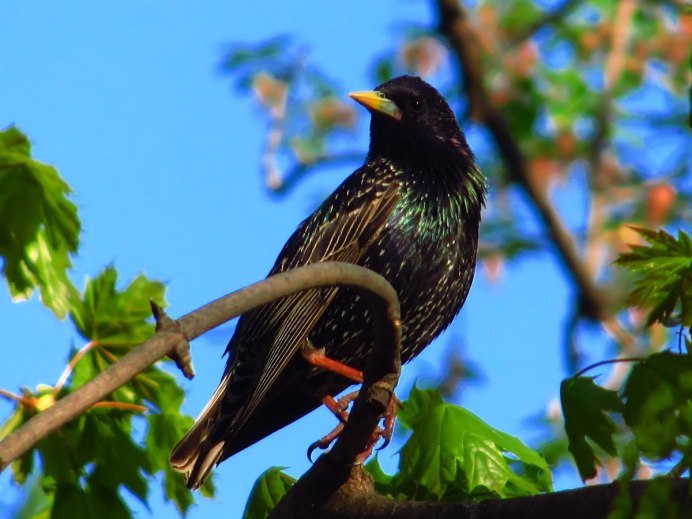 Серый Дрозд (Grey Catbird)