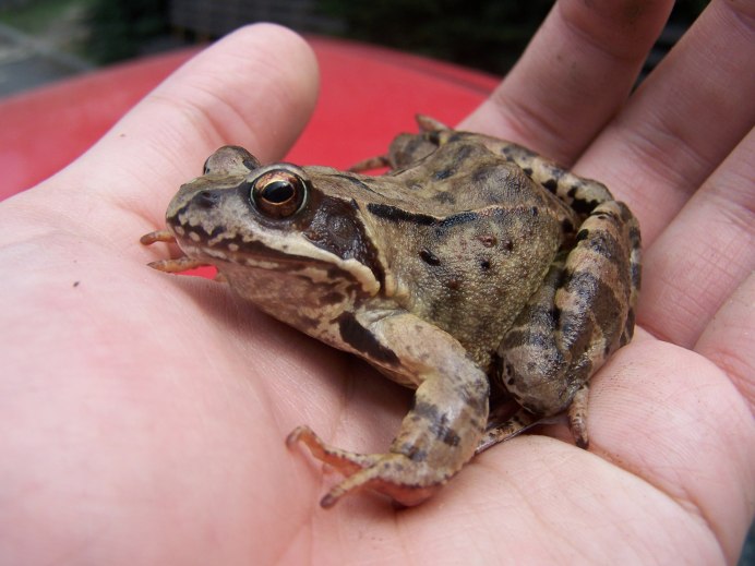 Bufo Gargarizans miyakonis