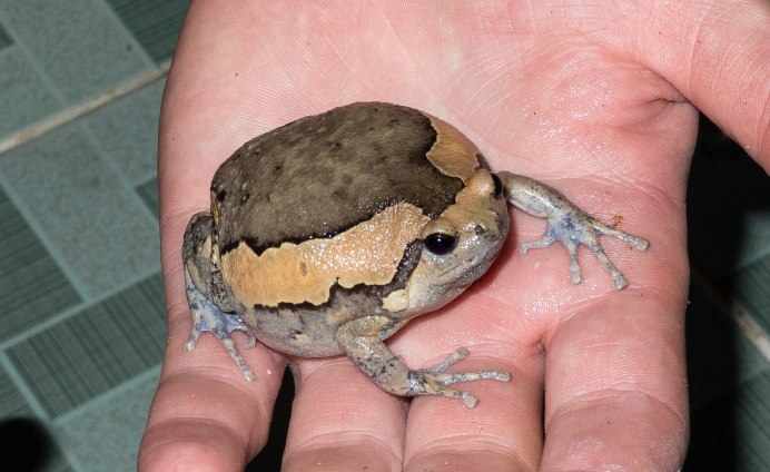 Лягушка водонос (роющая лягушка)