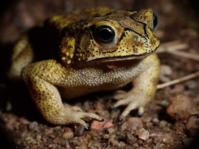 Duttaphrynus melanostictus