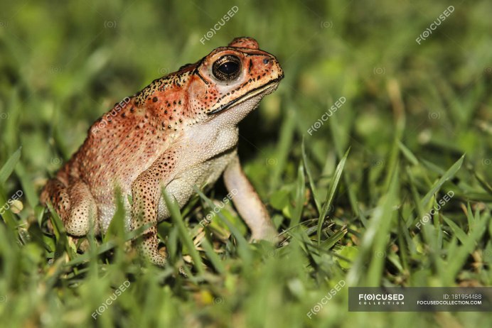 Азиатская лягушка