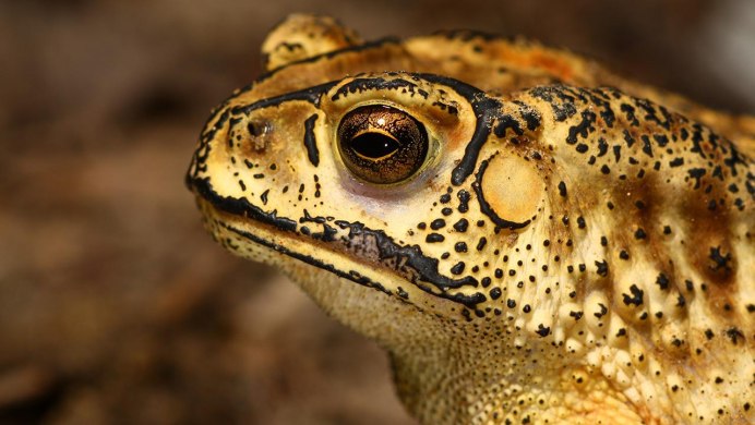 Азиатская лягушка