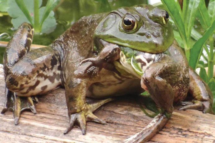 Жаба в космосе