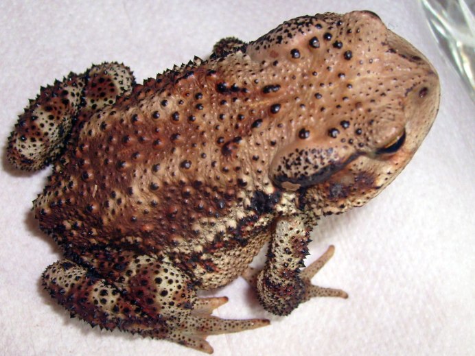 Дальневосточная жаба