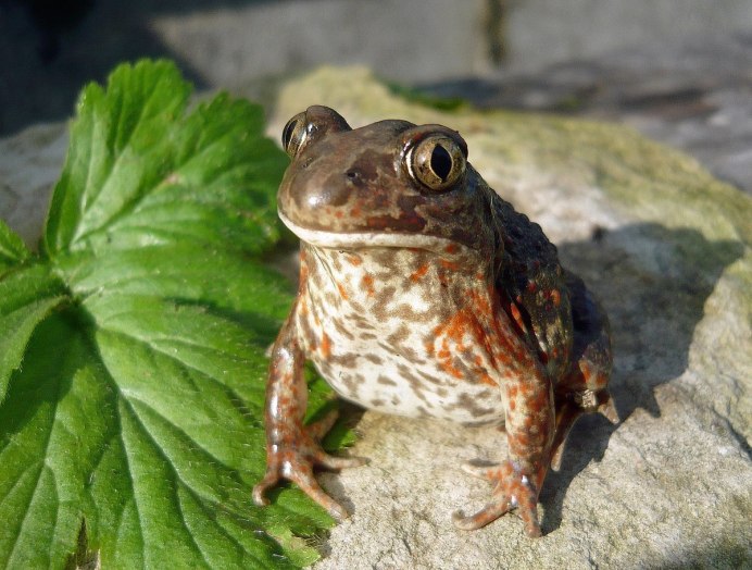Лягушка бык водонос