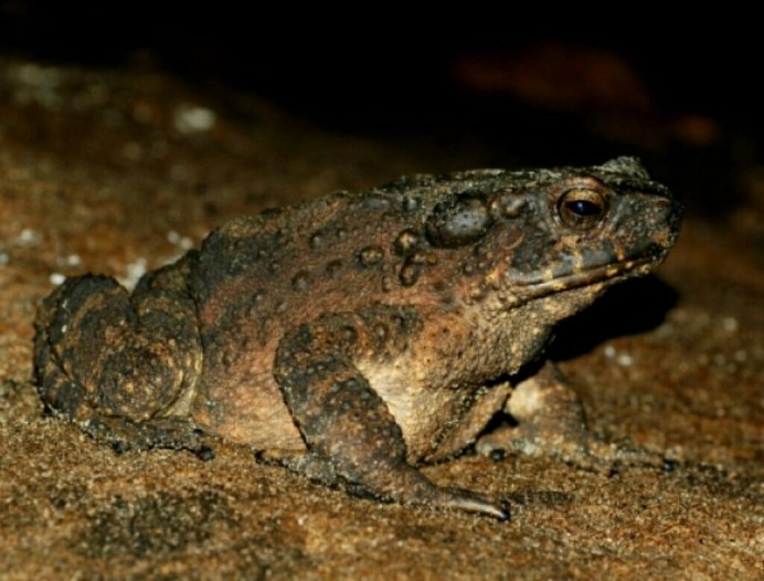 Гигантская азиатская жаба